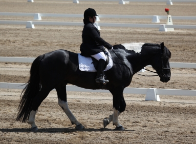 haflinger haflingers dressage ahr dorset dorsets sheep lamb lambs chickens plymouth rock rocks columbian barred silver penciled honeybees honey bees nucs german shepherds border collies michigan akc abca lesperance glaurung mi ohio oh
